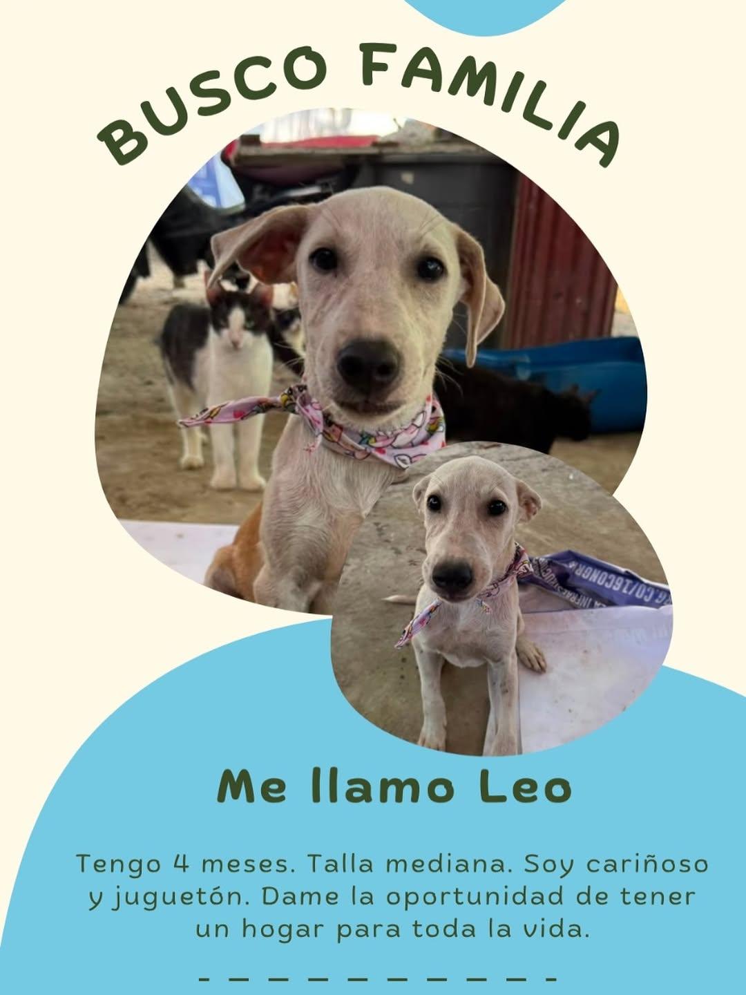 Leo