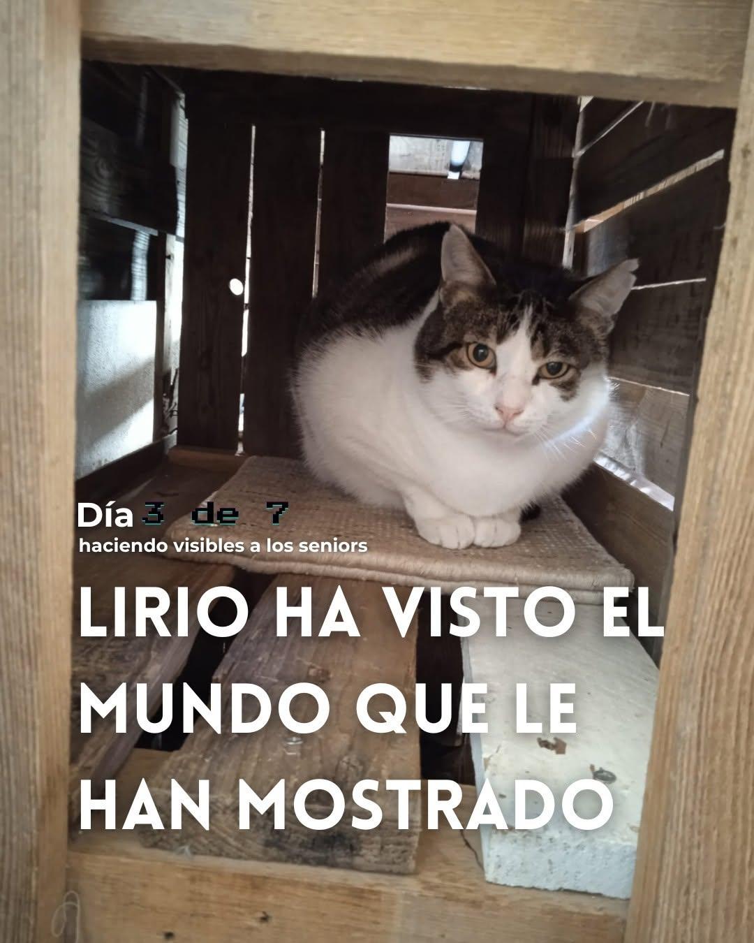 Lirio (1/9)