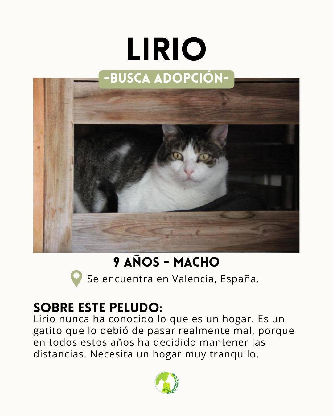 Lirio (2/9)