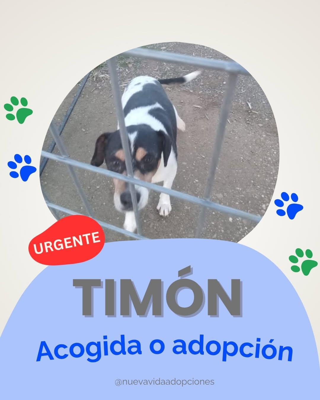 Timon (1/3)