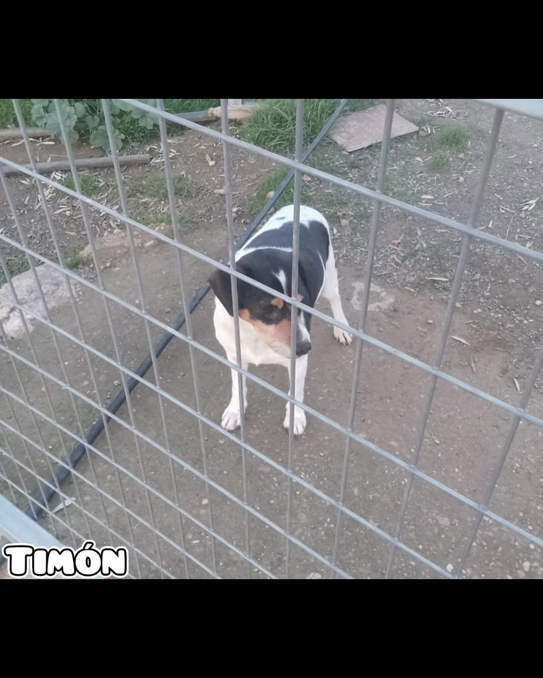 Timon (2/3)