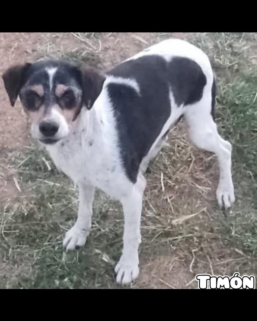 Timon (3/3)