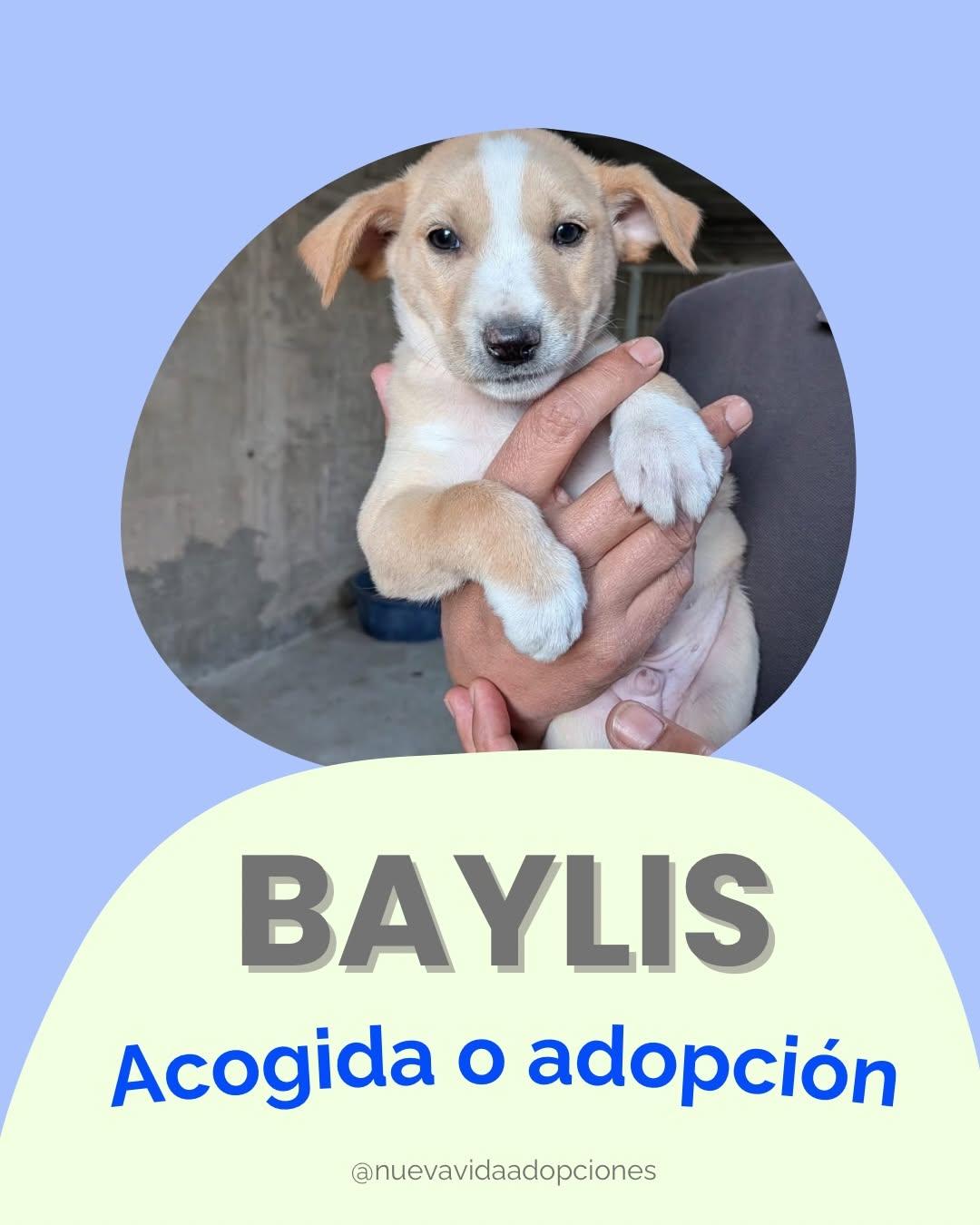 BAYLIS (1/4)