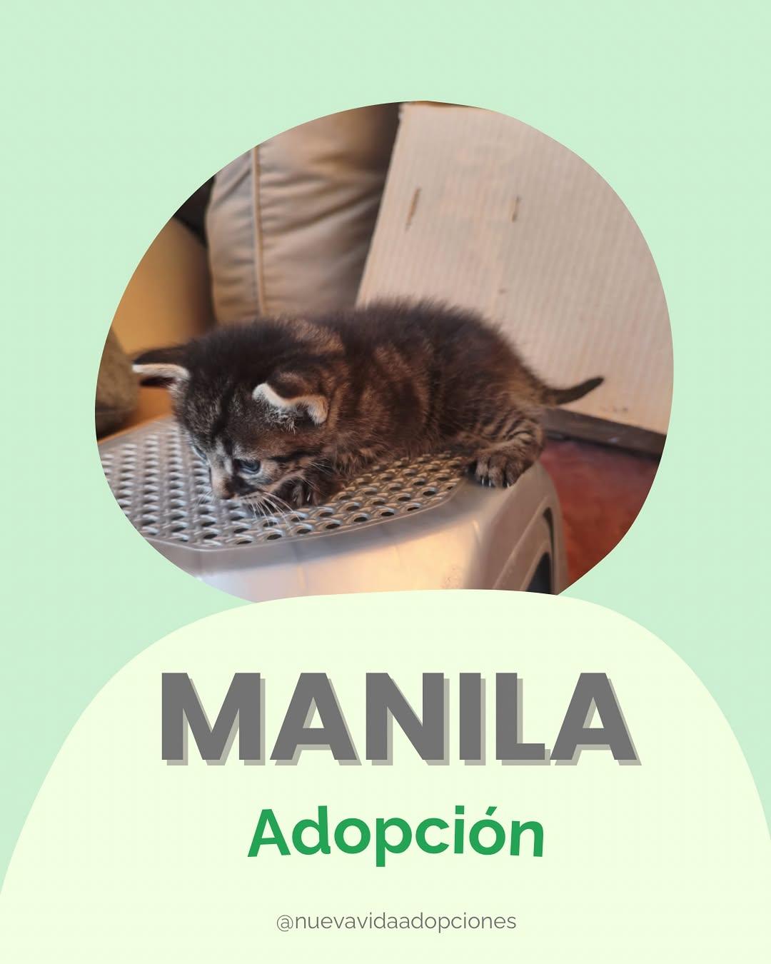 Manila
