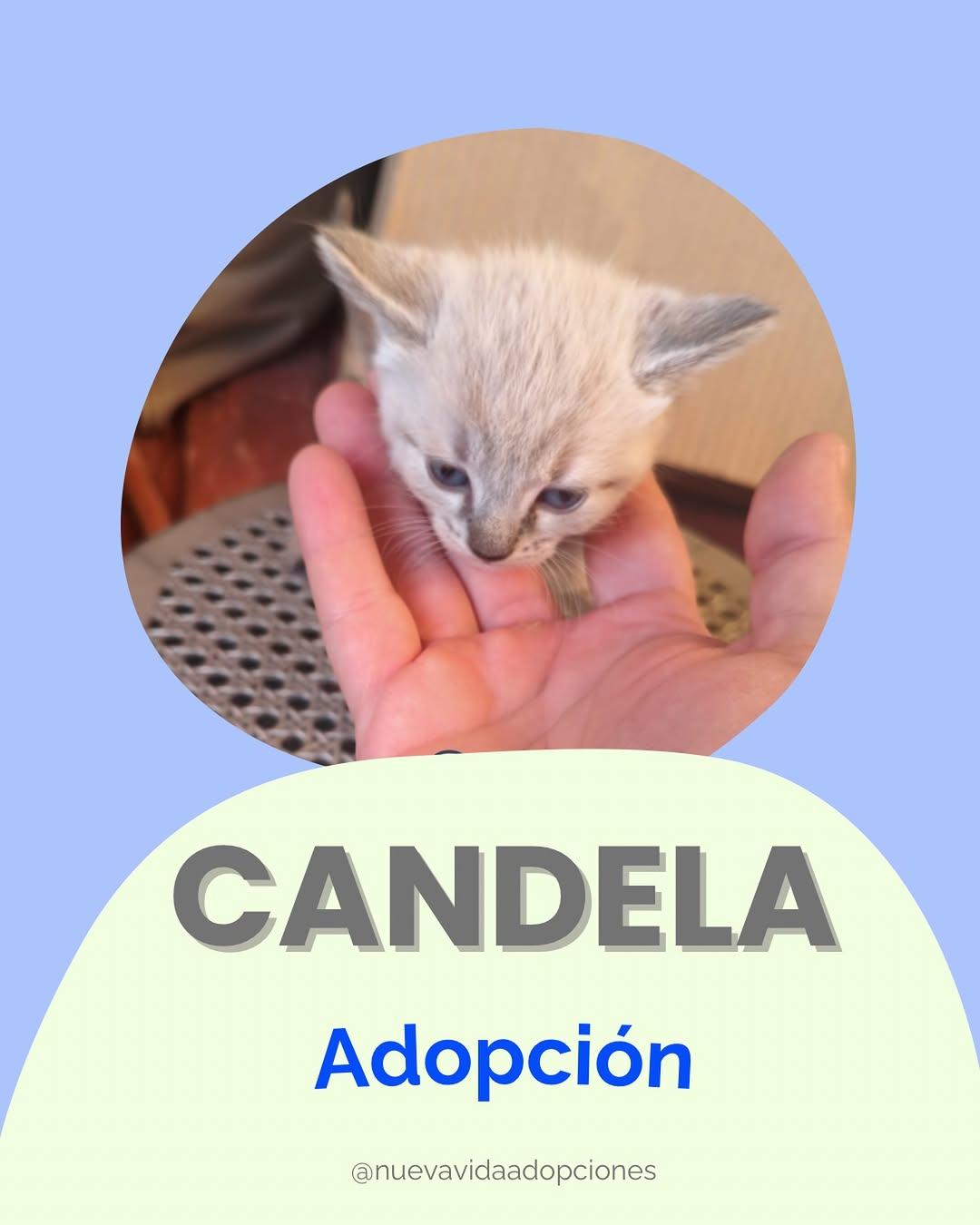CANDELA