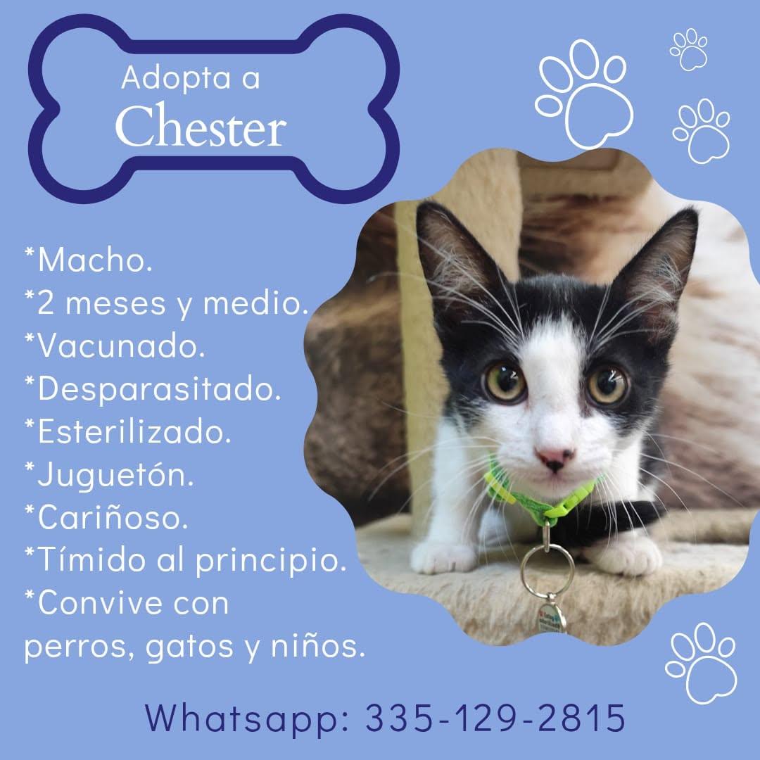Chester, Celia (1/2)