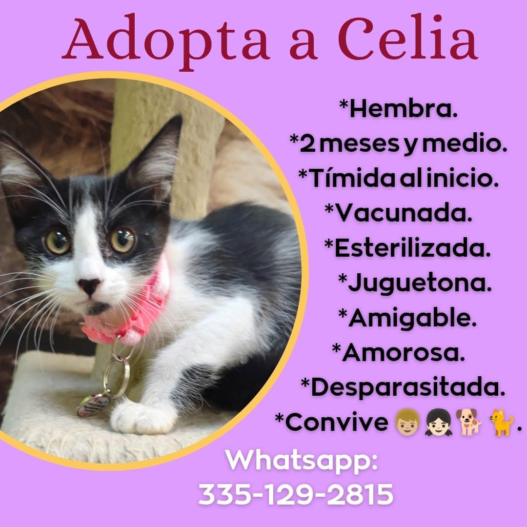 Chester, Celia (2/2)