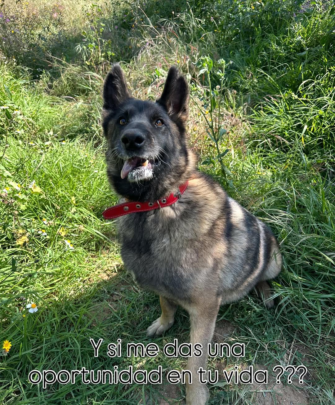 Gretta (5/8)