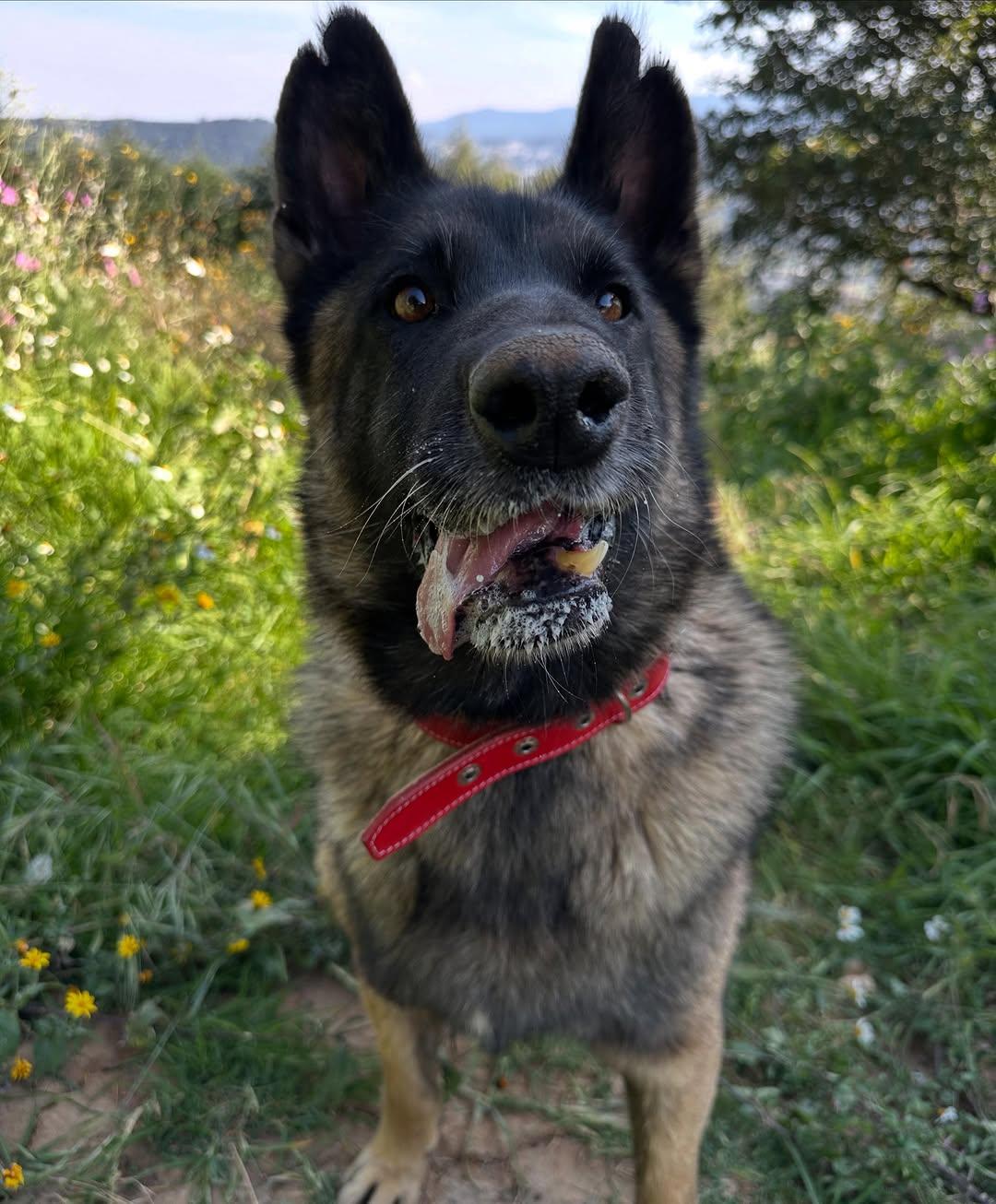 Gretta (7/8)