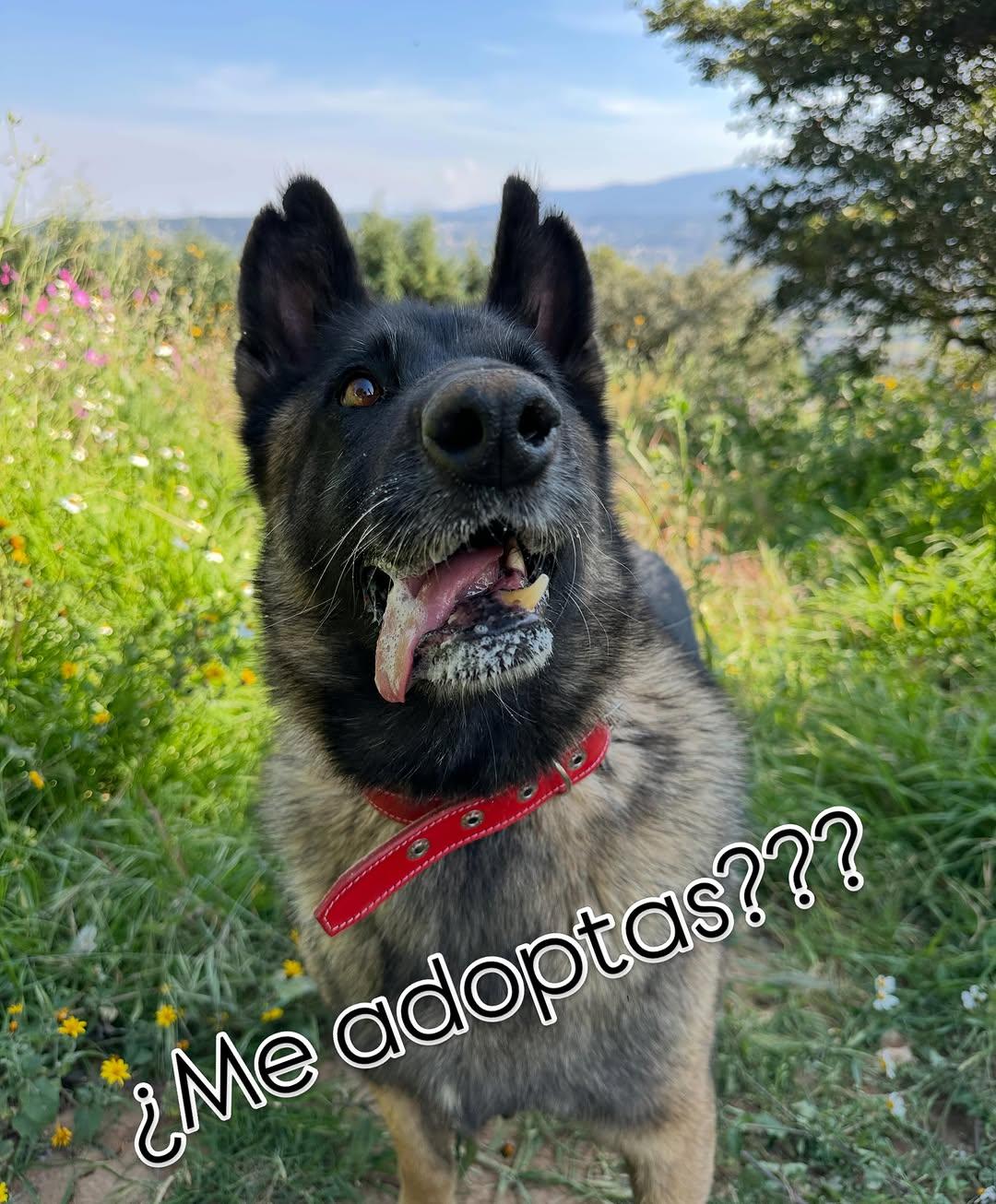 Gretta (8/8)