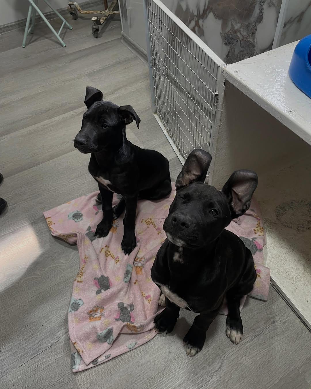 Kai, Rocco (5/5)