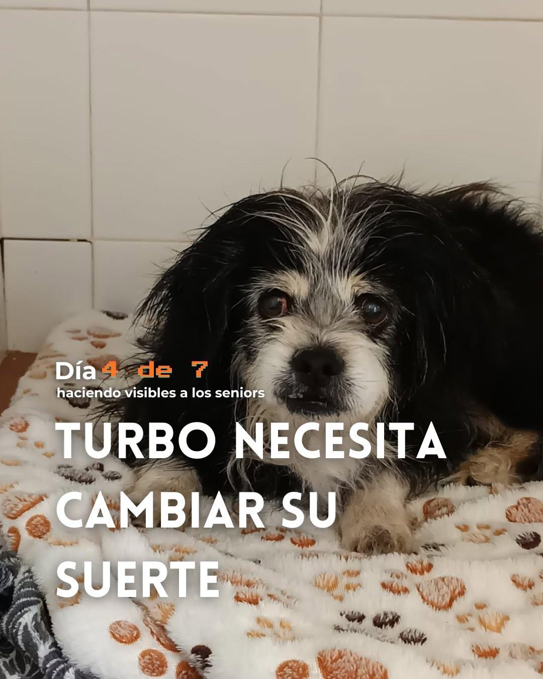 Turbo (1/4)