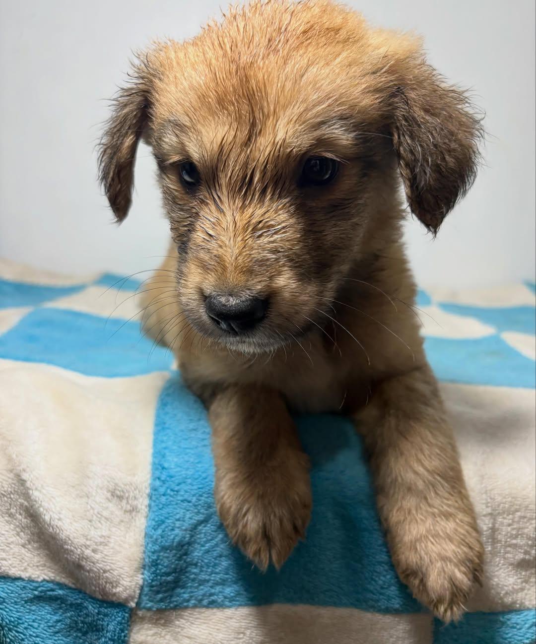 PELUCHINA (4/10)