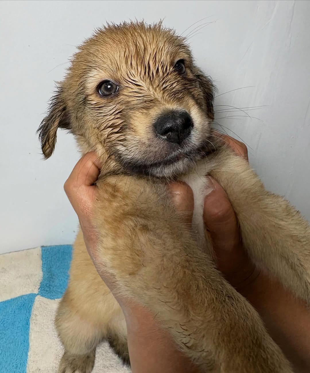 PELUCHINA (5/10)