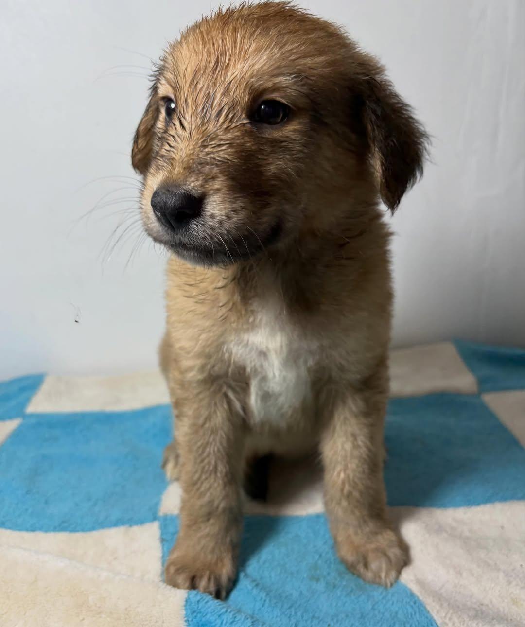 PELUCHINA (6/10)