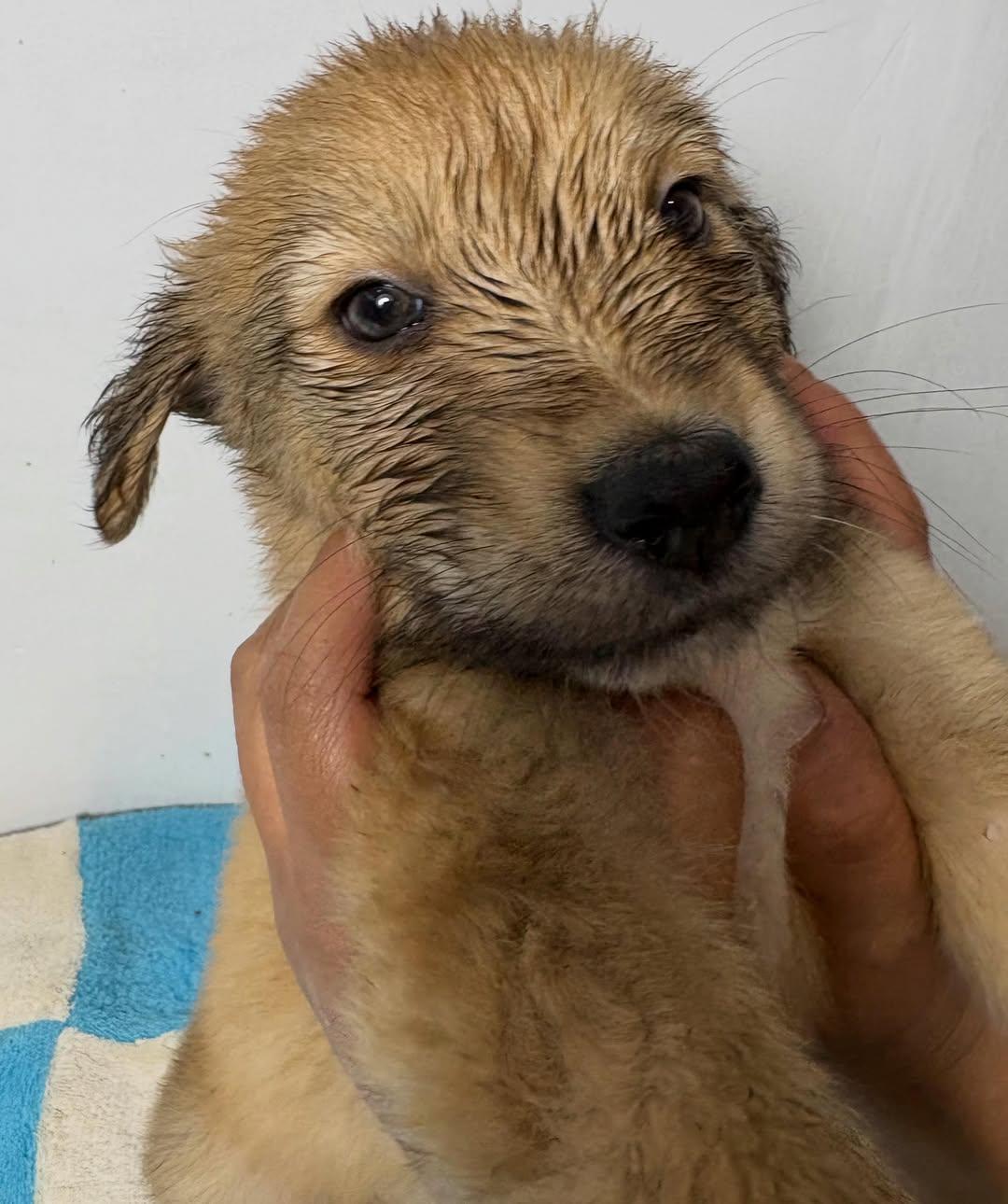 PELUCHINA (8/10)