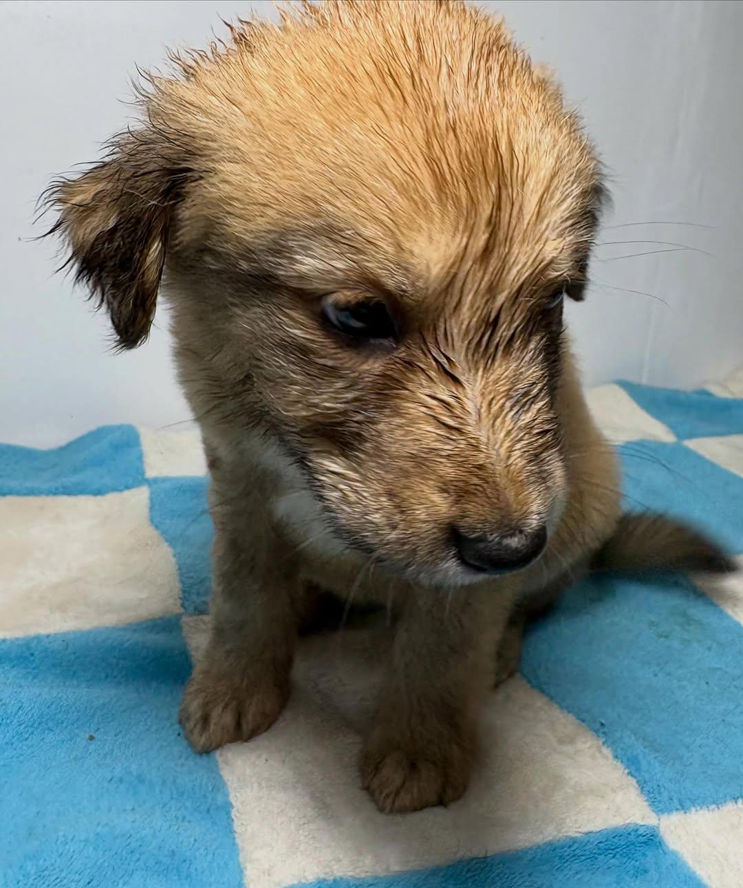 PELUCHINA (10/10)