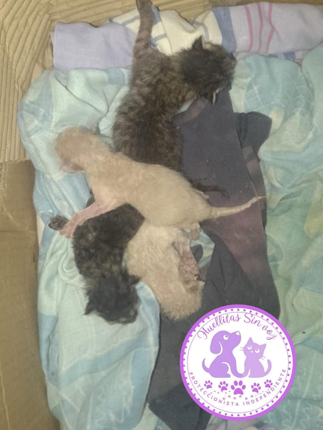 3 animalitos