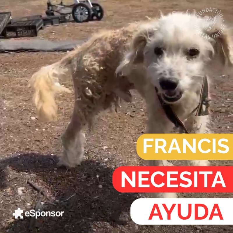 Francis (1/5)
