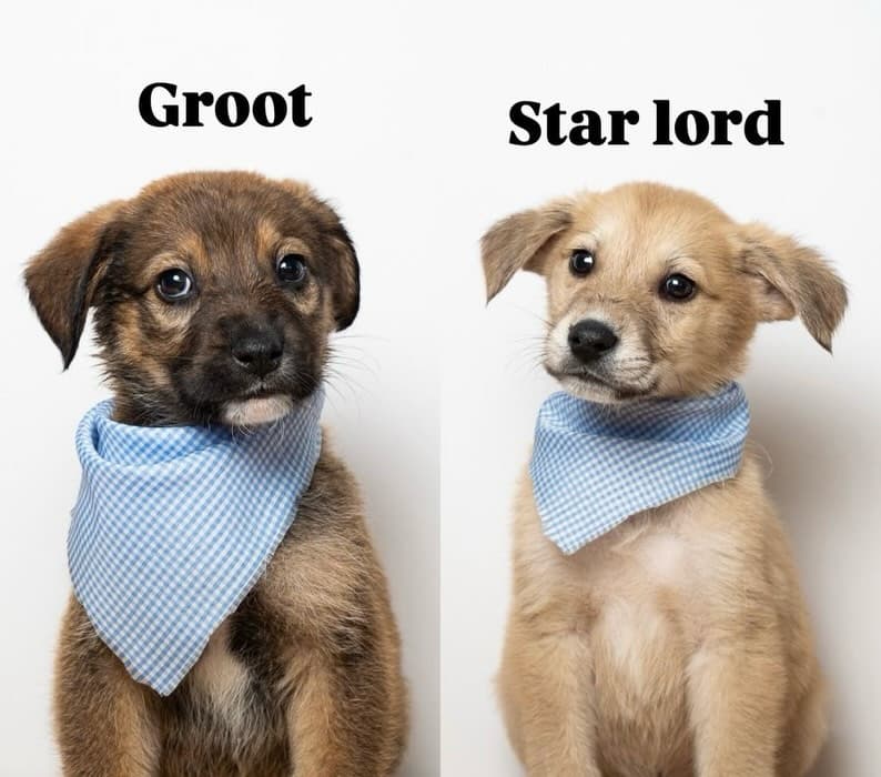 Groot, Star lord (1/3)