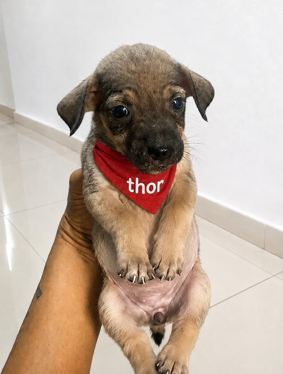 Thor (1/4)
