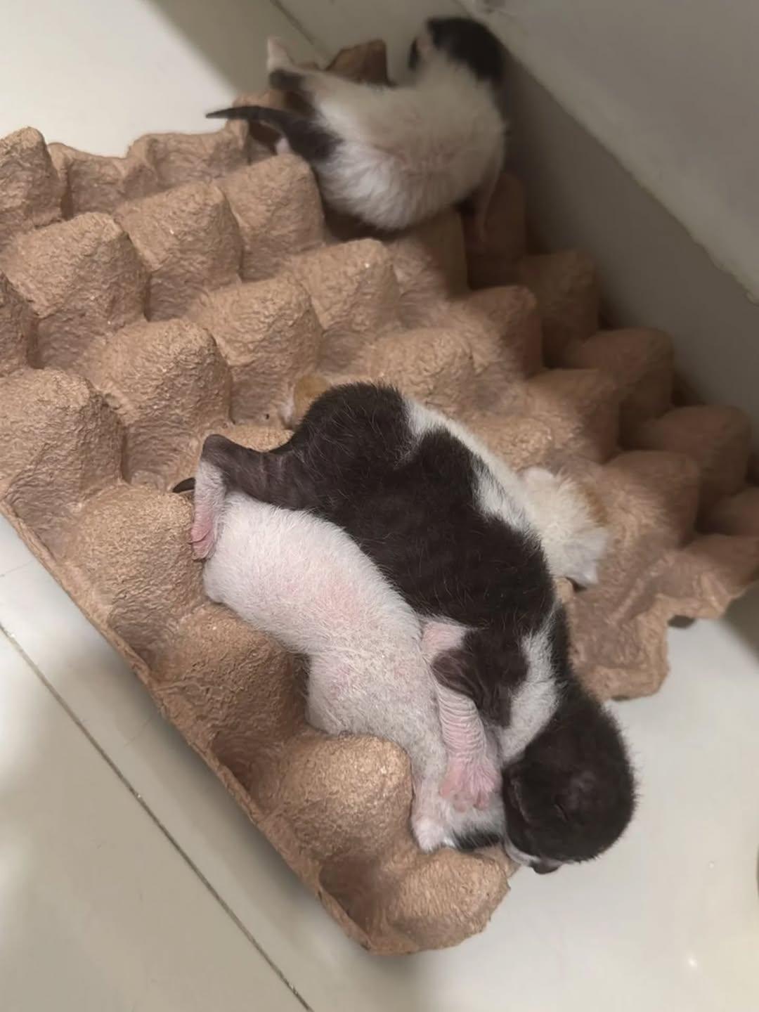 4 animalitos (2/3)