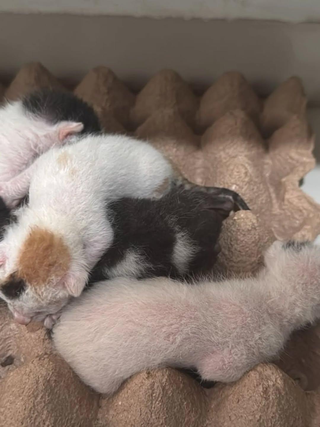 4 animalitos (3/3)