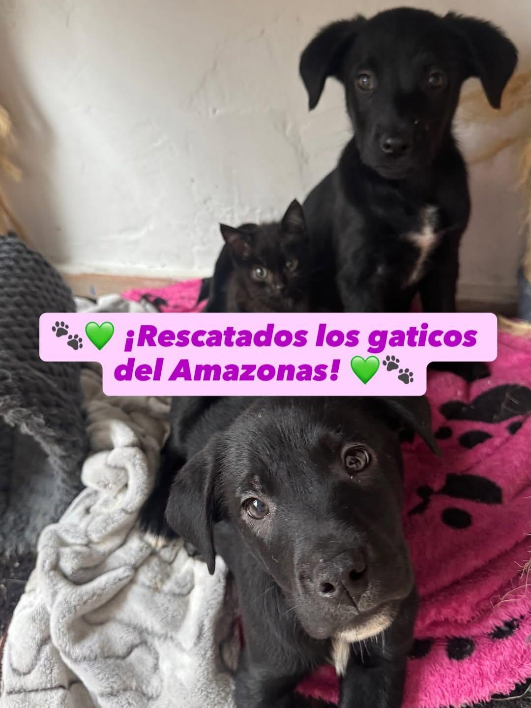 2 animalitos (1/5)