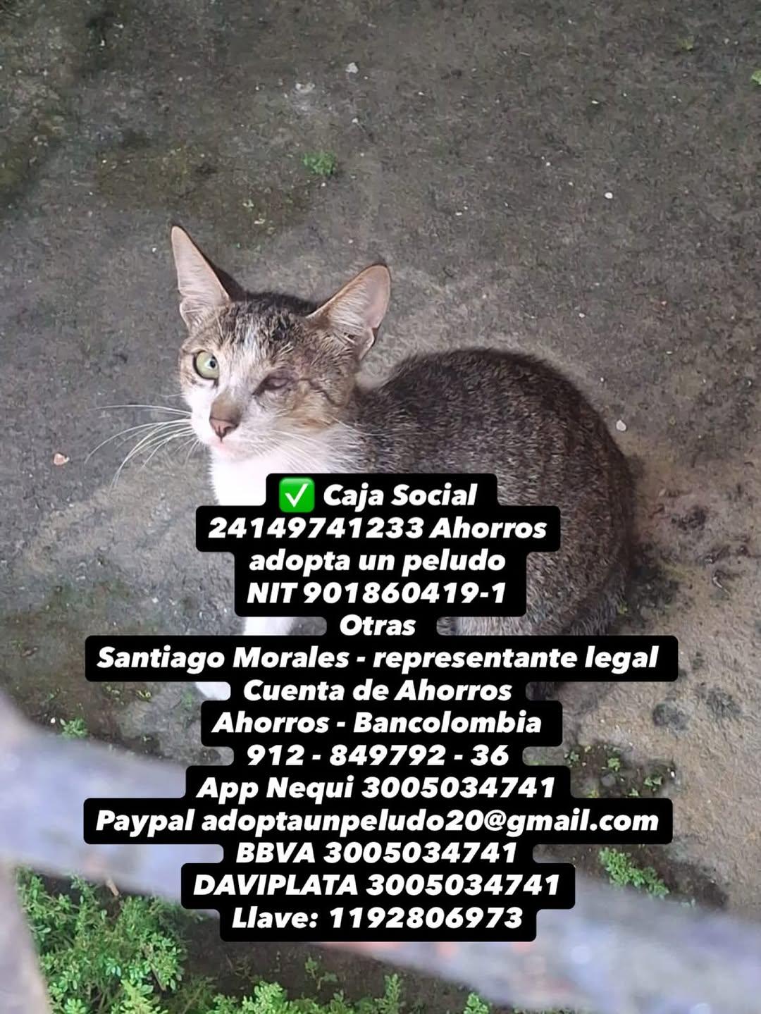 2 animalitos (5/5)