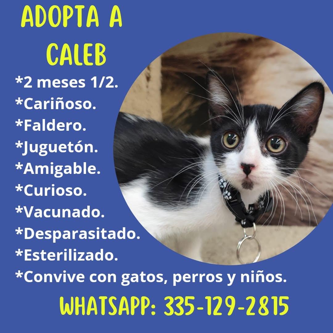 Caleb