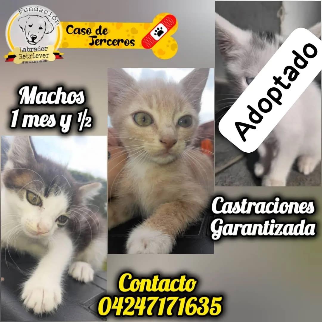 3 animalitos