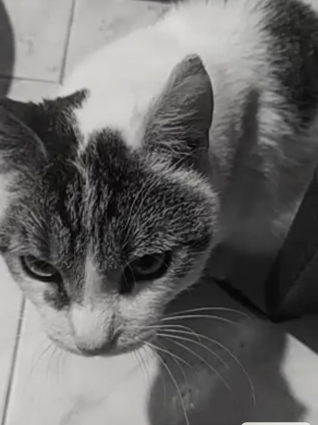 Leopoldo (7/10)