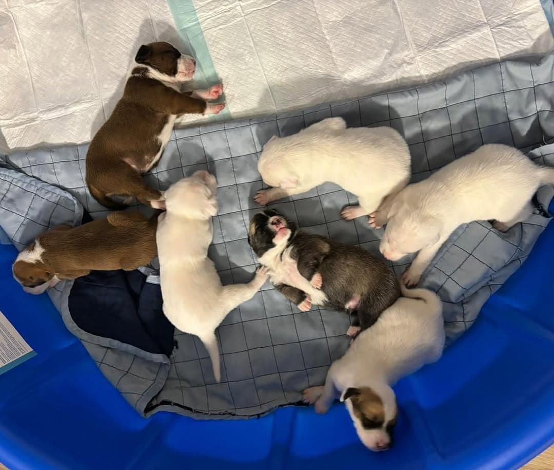 7 animalitos (1/8)