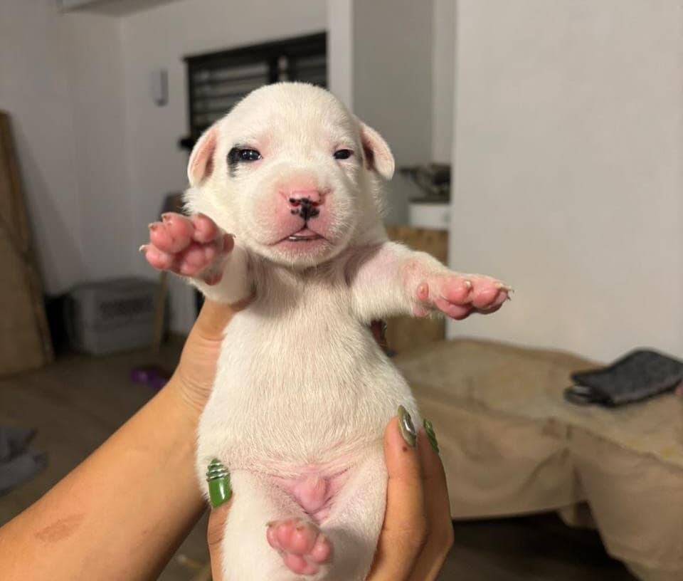 7 animalitos (2/8)