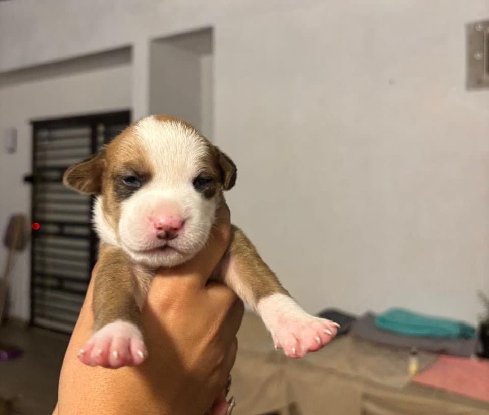 7 animalitos (5/8)