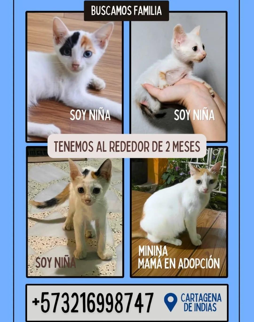 4 animalitos
