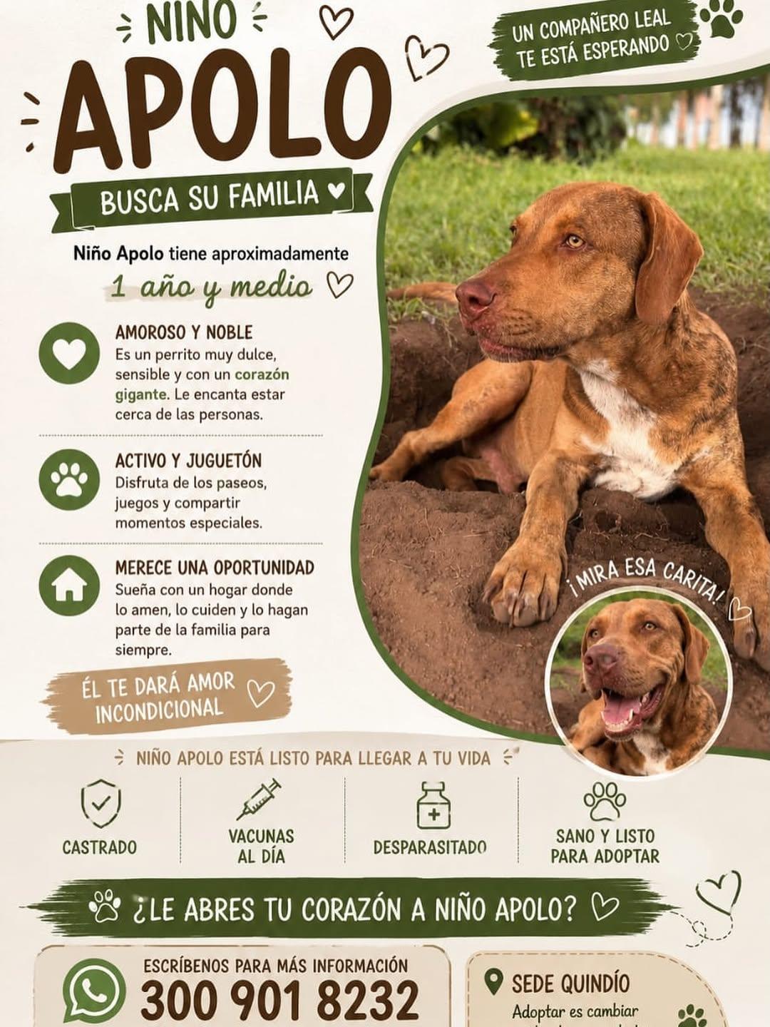 Niño Apolo