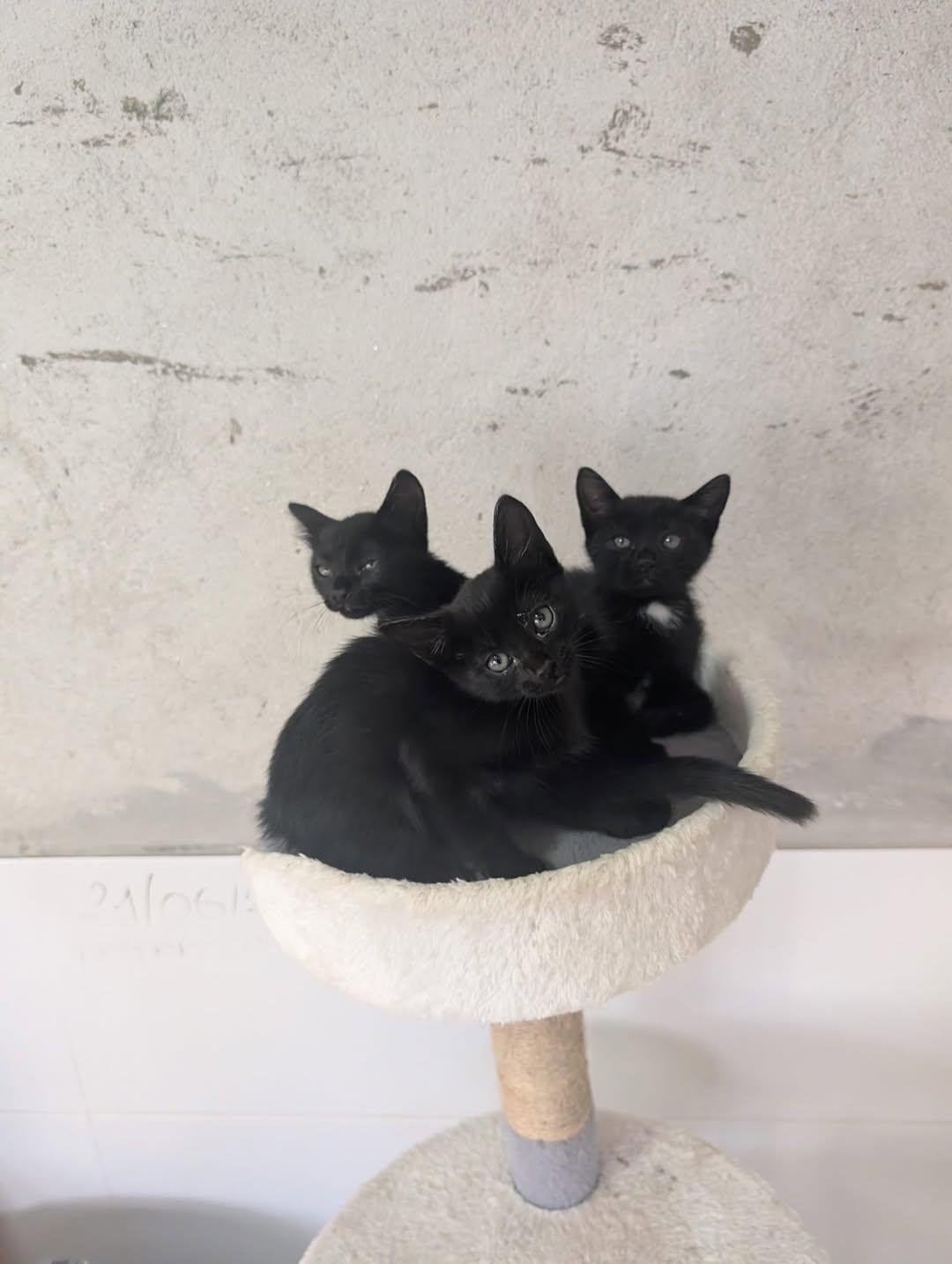3 animalitos (1/4)