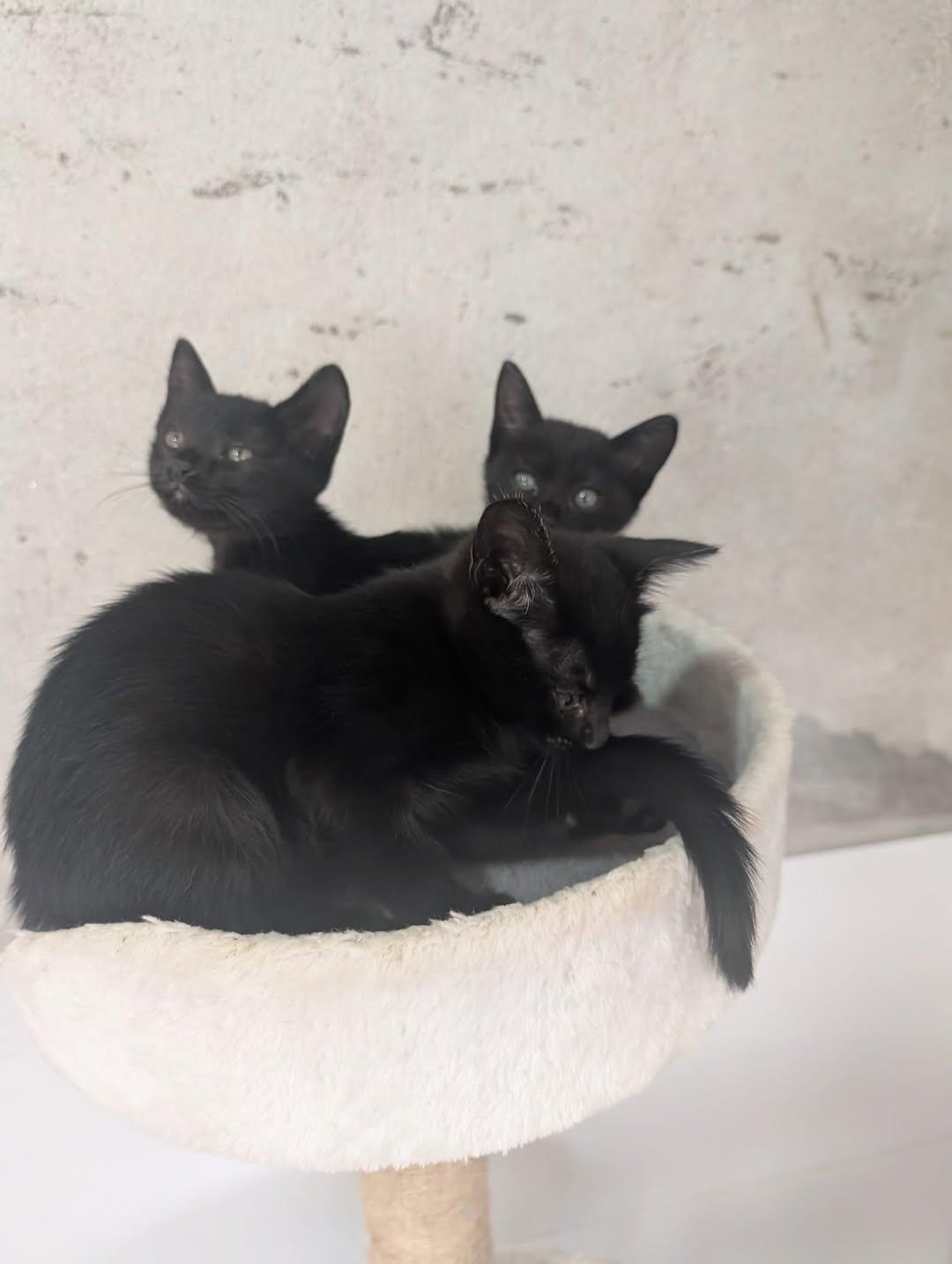 3 animalitos (2/4)
