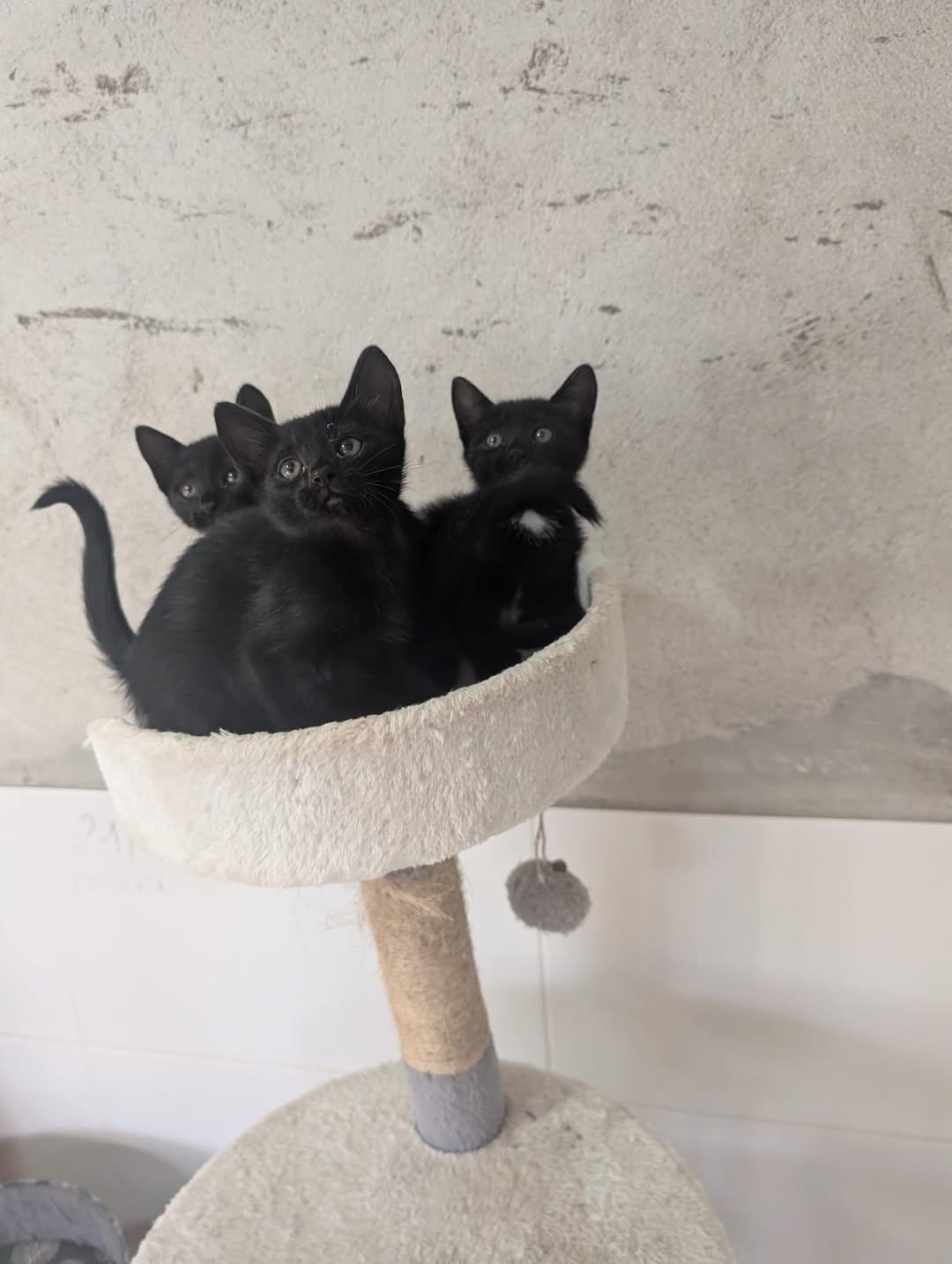 3 animalitos (3/4)