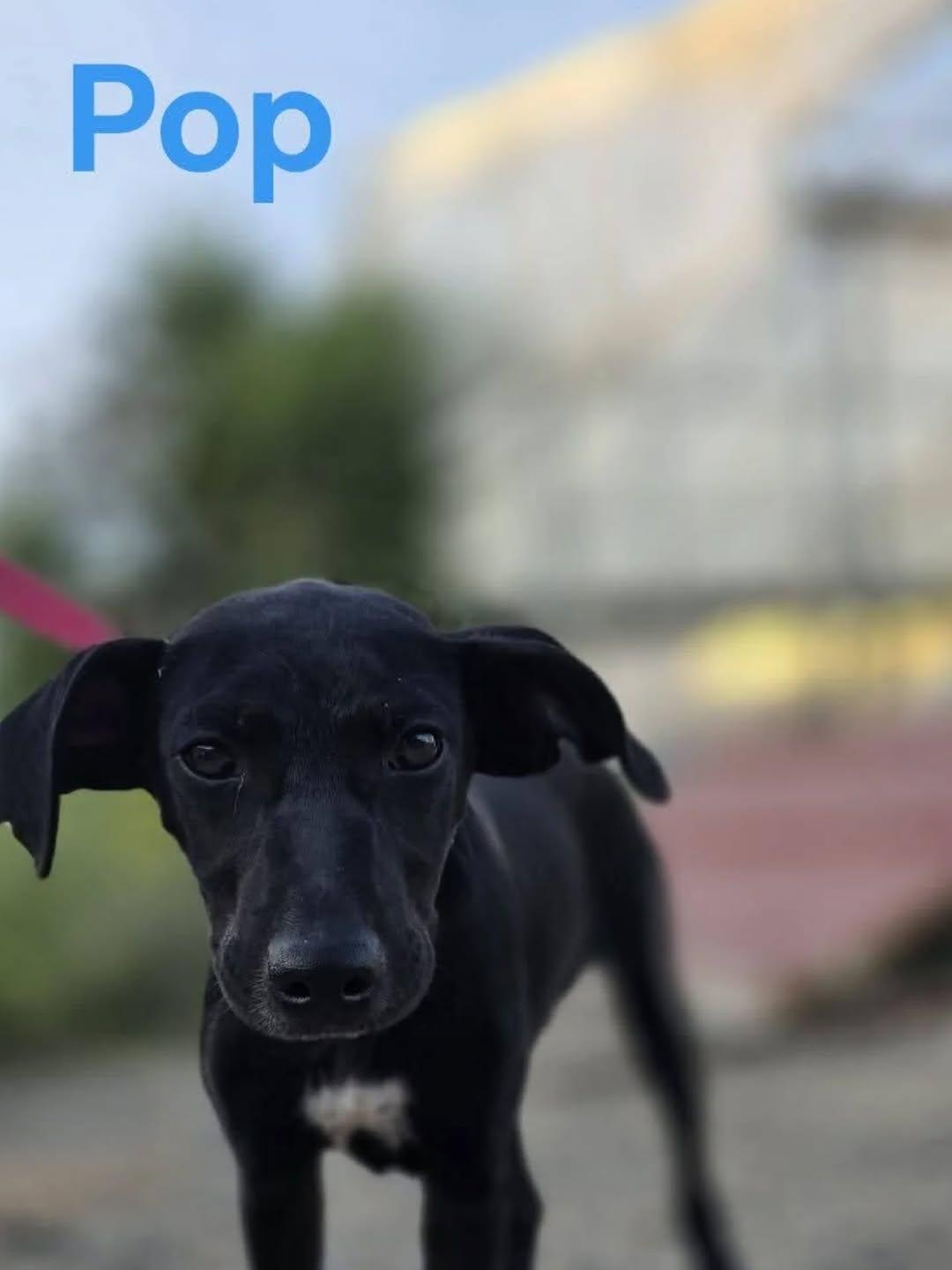 Pop, Houdini (1/6)