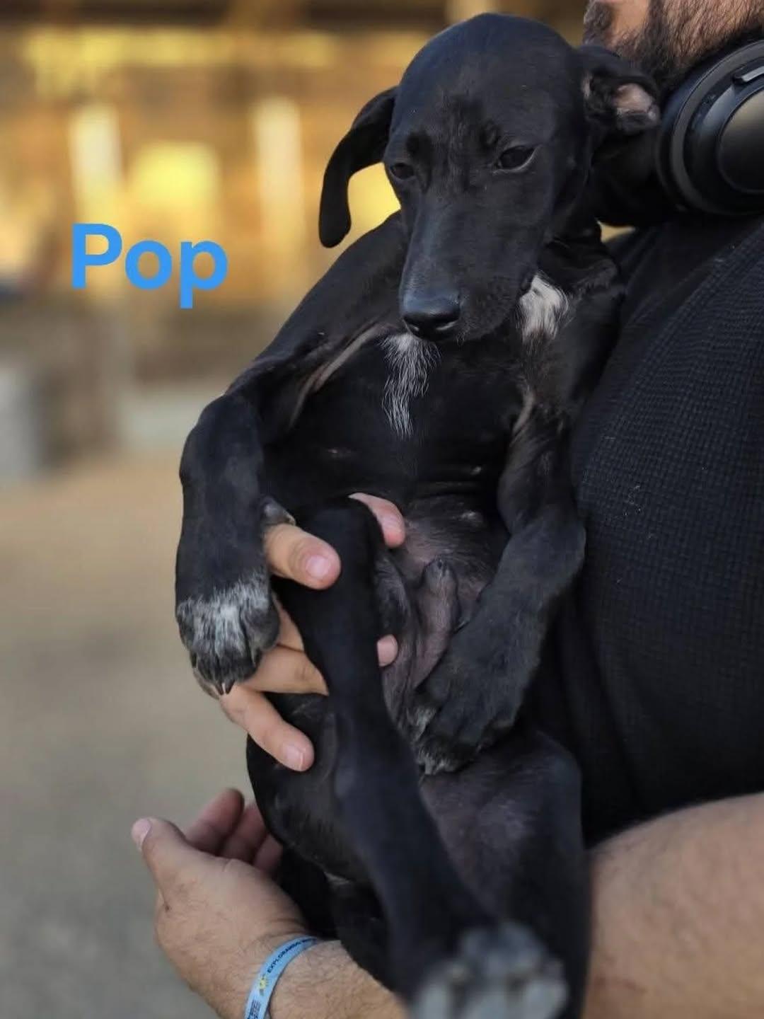 Pop, Houdini (3/6)