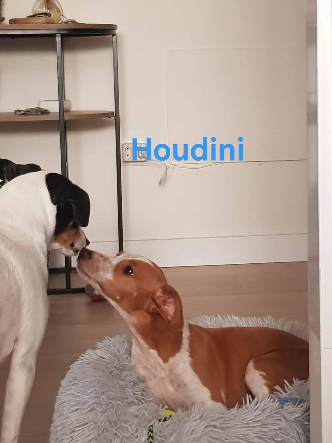 Pop, Houdini (5/6)
