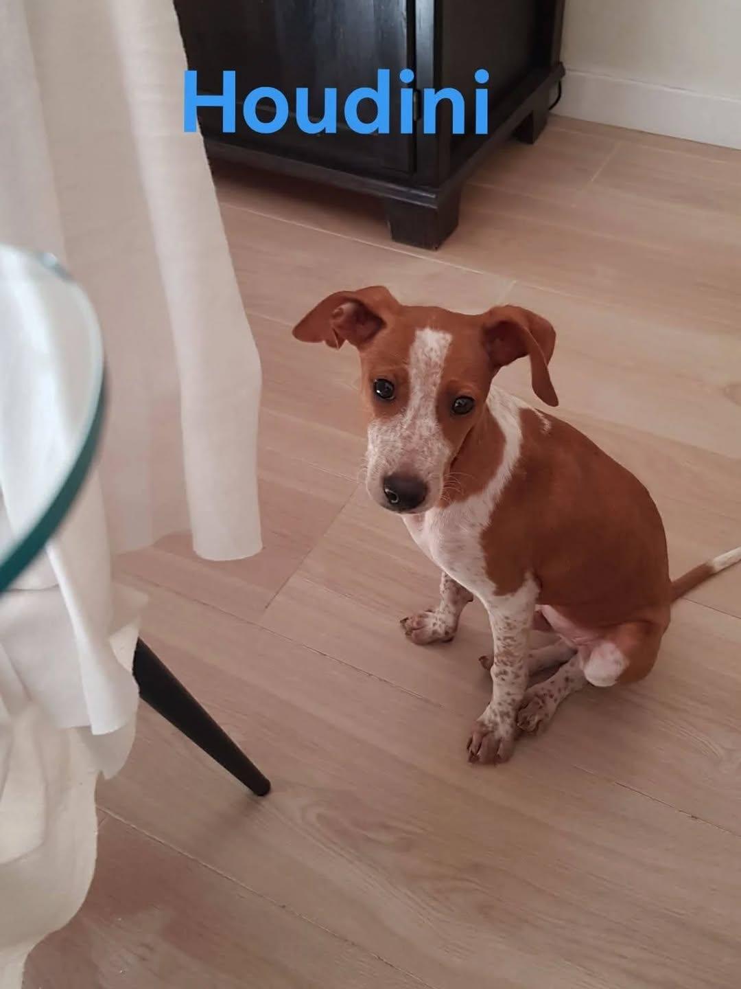 Pop, Houdini (6/6)