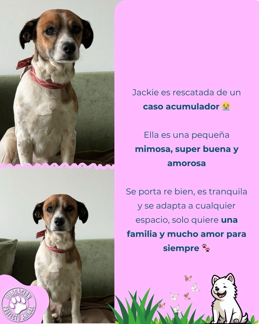 Jacky (2/4)