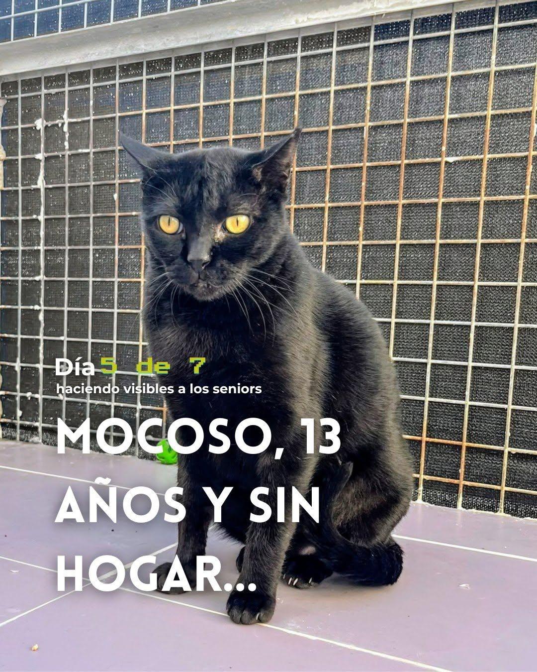 Mocoso (1/5)