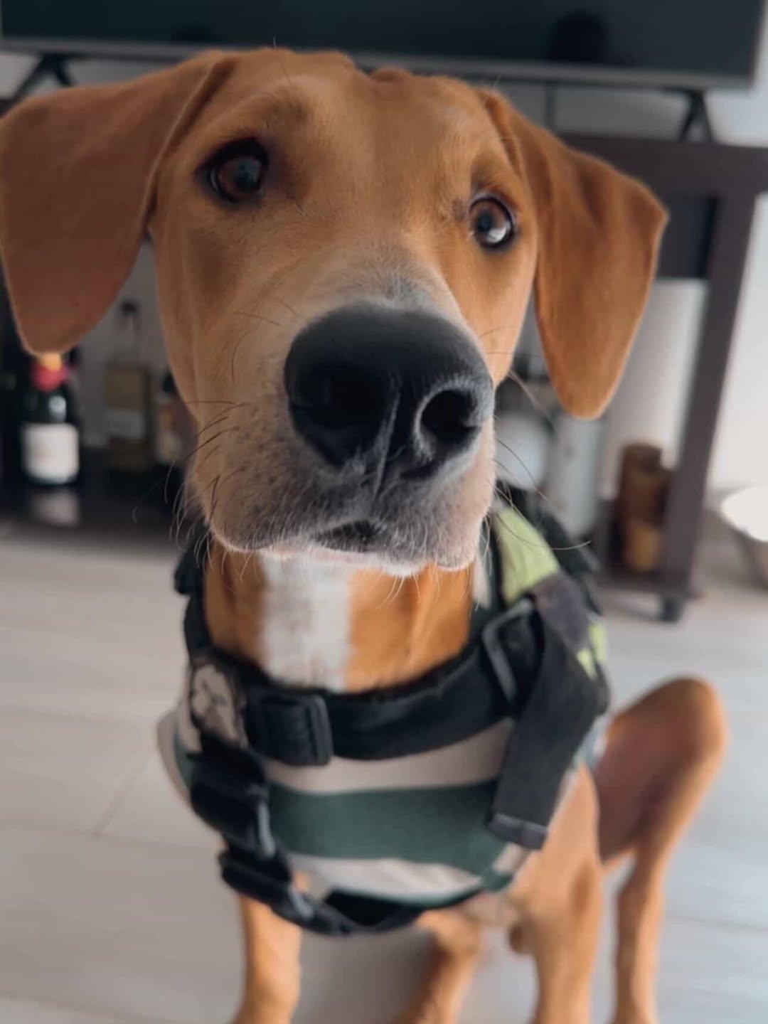 Rocky (4/5)