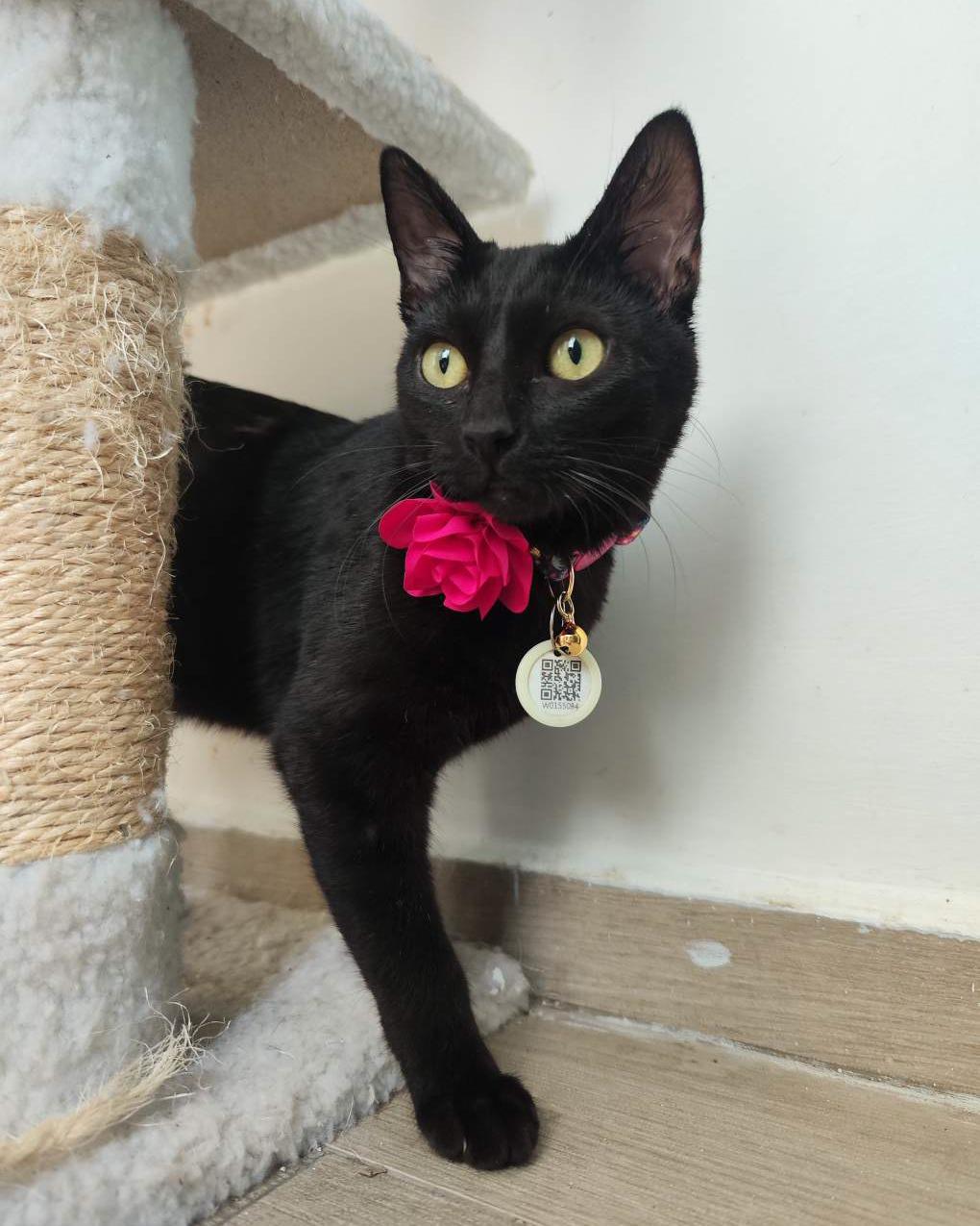 Onyx