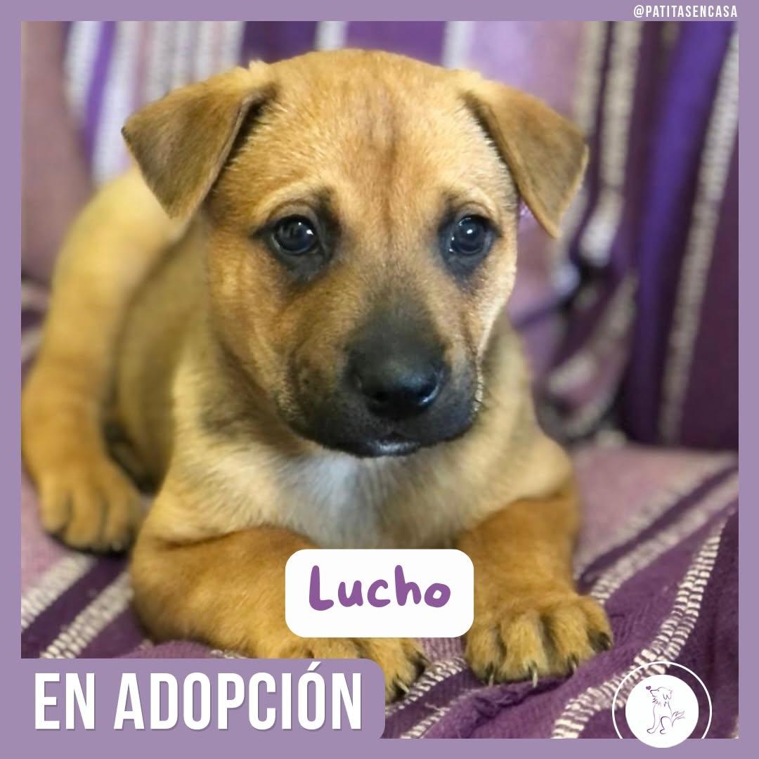 Lucho, Lila (1/5)