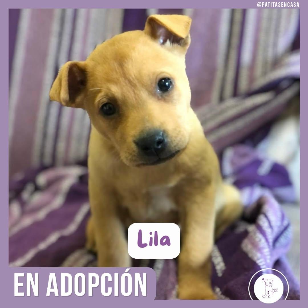 Lucho, Lila (2/5)